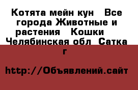 Котята мейн кун - Все города Животные и растения » Кошки   . Челябинская обл.,Сатка г.